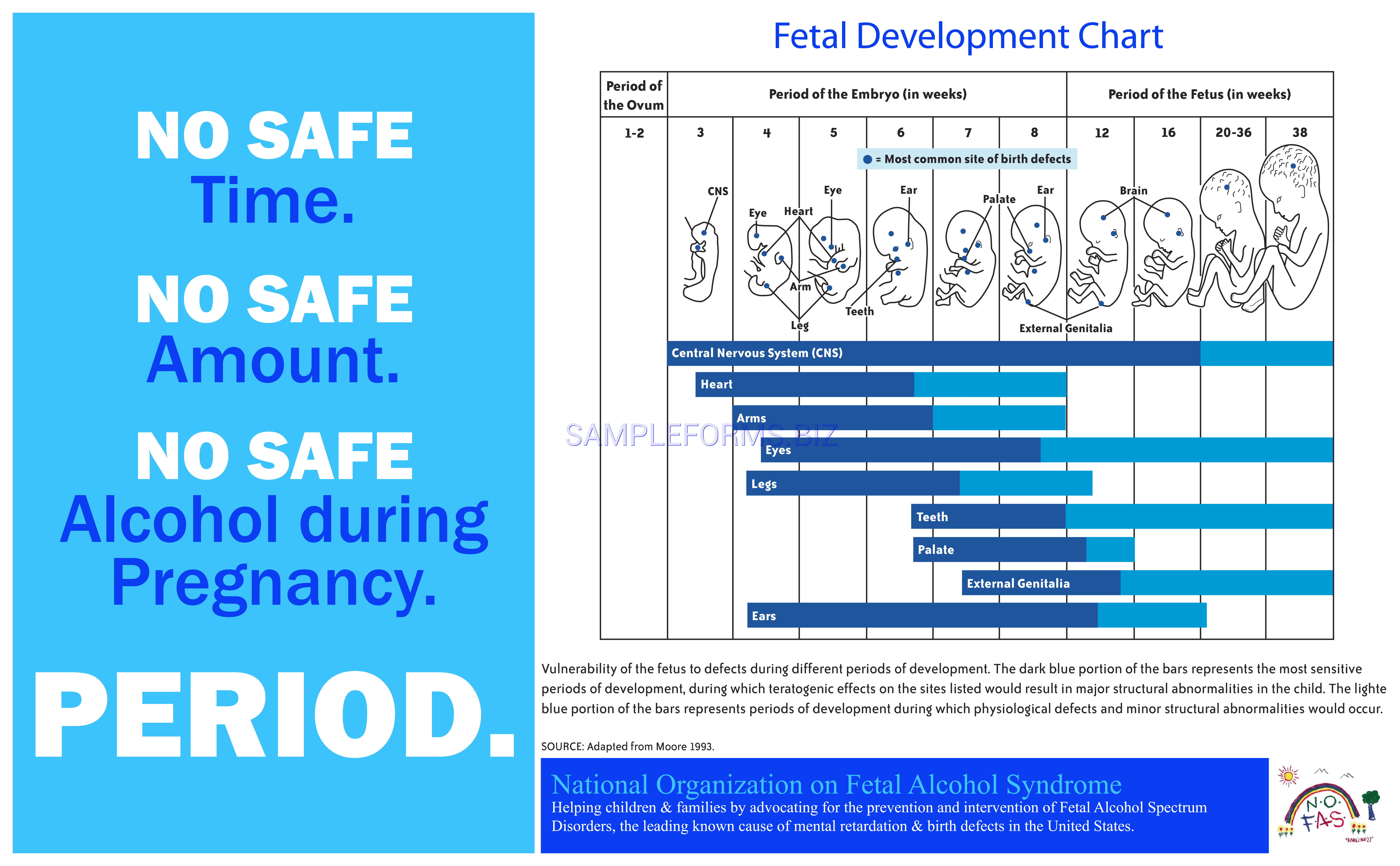 Preview free downloadable Fetal Development Chart in PDF (page 1)
